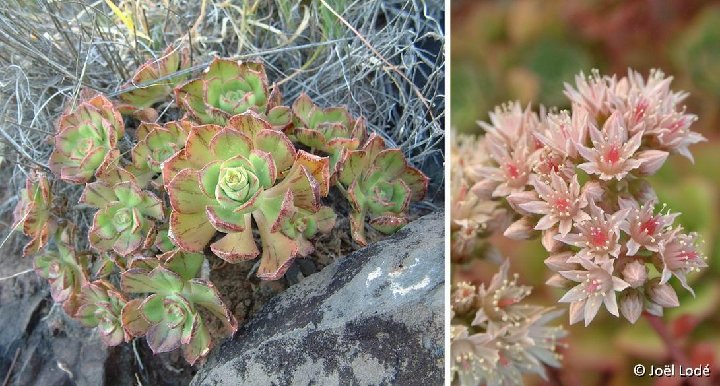 Aeonium volkeri, Igueste de S. Andres TF JLcoll.110